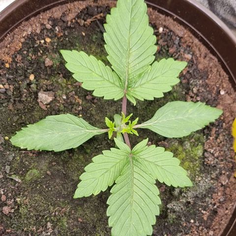 GOAT'lato Auto growlog timeline photo