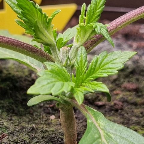 GOAT'lato Auto growlog timeline photo