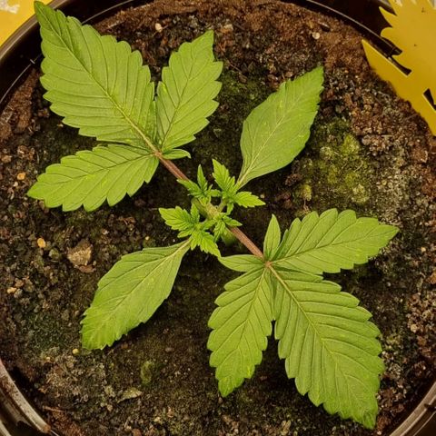 GOAT'lato Auto growlog timeline photo