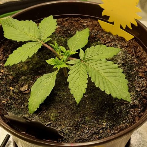 GOAT'lato Auto growlog timeline photo