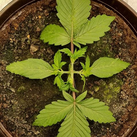 GOAT'lato Auto growlog photo: First LST
and Thripse!!!