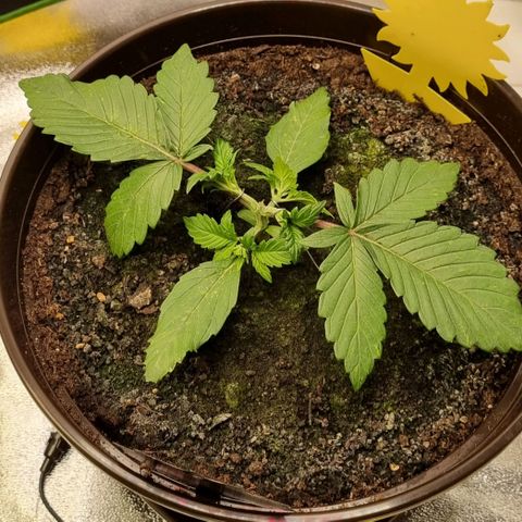 GOAT'lato Auto growlog photo: First LST
and Thripse!!!