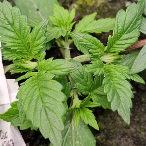 GOAT'lato Auto growlog timeline photo