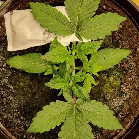 GOAT'lato Auto growlog timeline photo