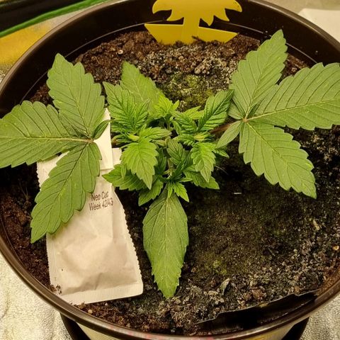 GOAT'lato Auto growlog timeline photo
