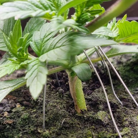 GOAT'lato Auto growlog timeline photo