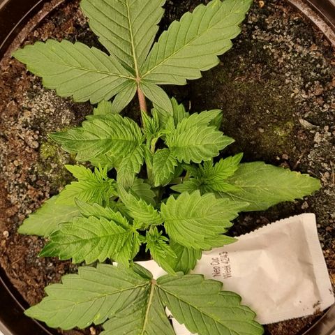 GOAT'lato Auto growlog photo: Second Topping 
3er Sproß?!?! 🤗