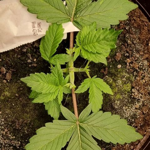 GOAT'lato Auto growlog photo: Second Topping 
3er Sproß?!?! 🤗