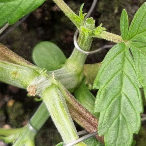 GOAT'lato Auto growlog photo: Second Topping 
3er Sproß?!?! 🤗