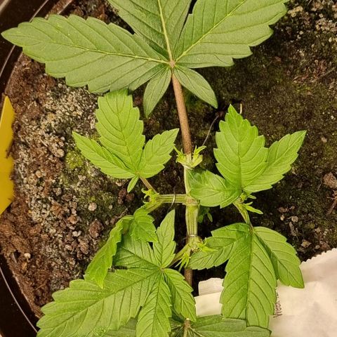 GOAT'lato Auto growlog photo: LST