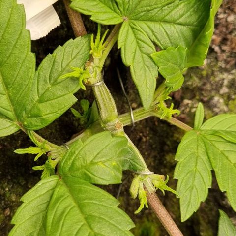 GOAT'lato Auto growlog photo: LST