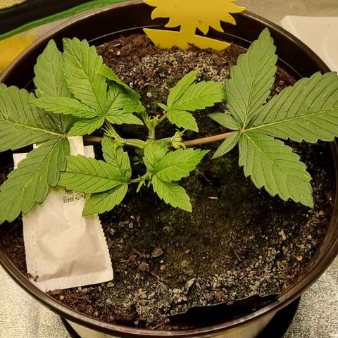 GOAT'lato Auto growlog photo: LST