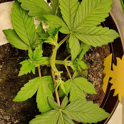 GOAT'lato Auto growlog photo: LST