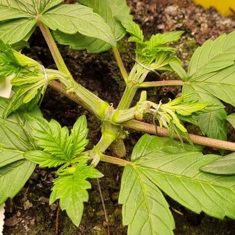 GOAT'lato Auto growlog photo: LST