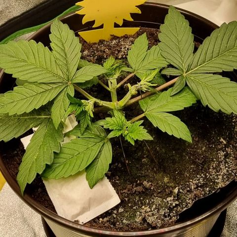 GOAT'lato Auto growlog photo: LST