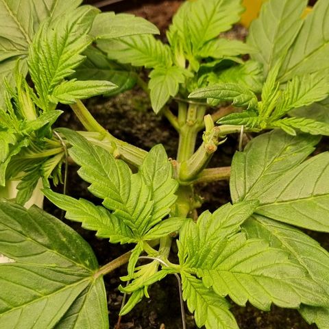 GOAT'lato Auto growlog photo: LST