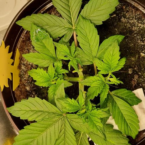 GOAT'lato Auto growlog photo: LST