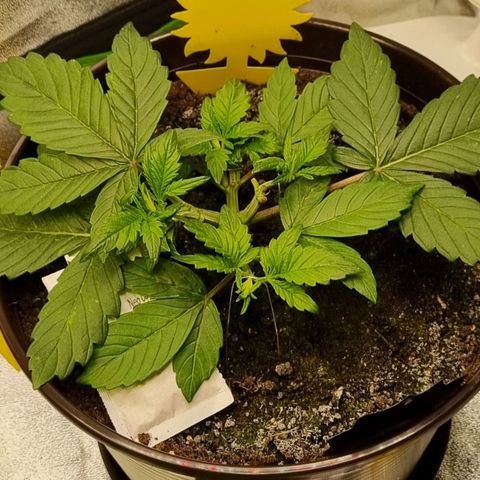 GOAT'lato Auto growlog photo: LST
