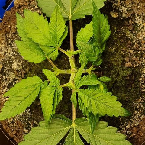 Bubble Kush Auto growlog photo: LST