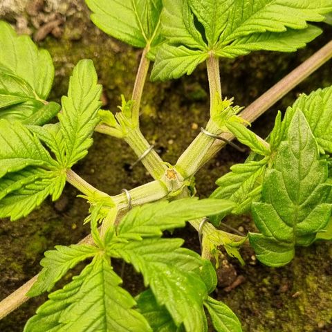 Bubble Kush Auto growlog photo: LST