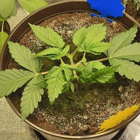 Bubble Kush Auto growlog photo: LST