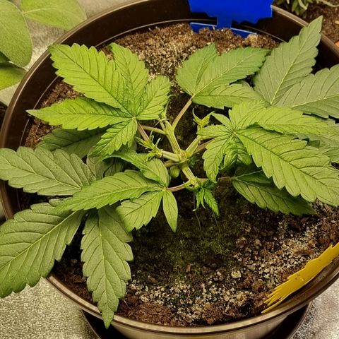 Bubble Kush Auto growlog photo: LST