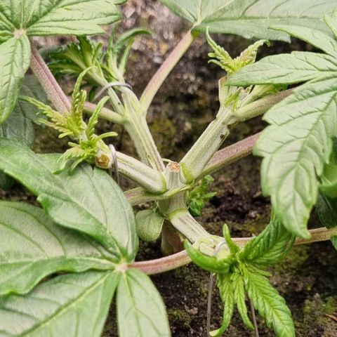 Bubble Kush Auto growlog photo: LST