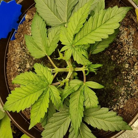 Bubble Kush Auto growlog photo: LST