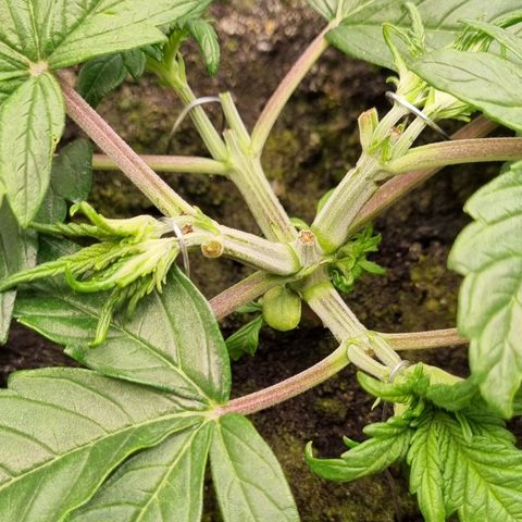 Bubble Kush Auto growlog photo: LST