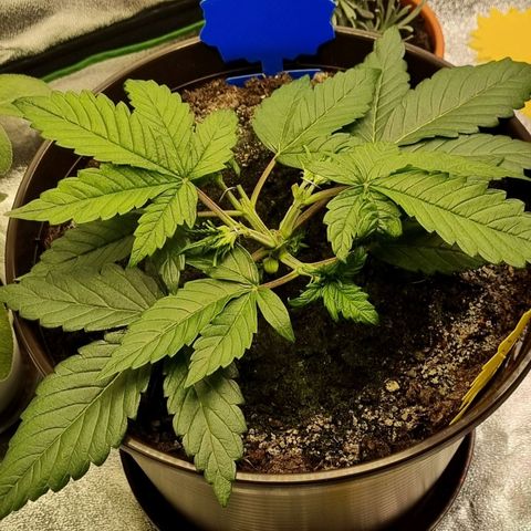 Bubble Kush Auto growlog photo: LST