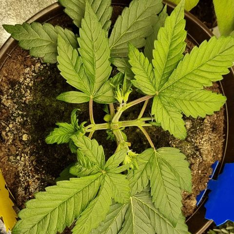 Bubble Kush Auto growlog photo: LST