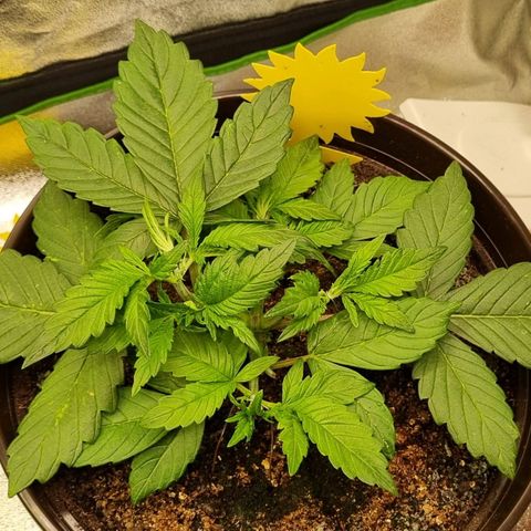 GOAT'lato Auto growlog timeline photo