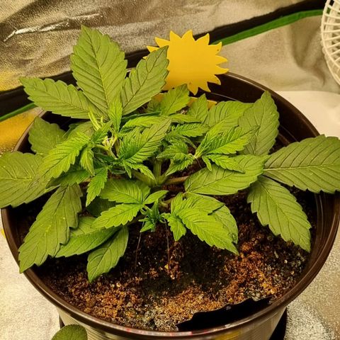 GOAT'lato Auto growlog timeline photo