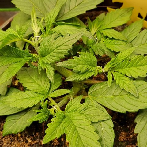 GOAT'lato Auto growlog timeline photo