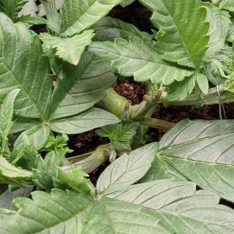 GOAT'lato Auto growlog timeline photo
