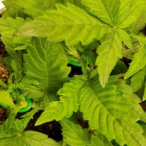 GOAT'lato Auto growlog timeline photo
