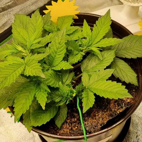 GOAT'lato Auto growlog timeline photo