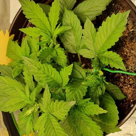 GOAT'lato Auto growlog timeline photo