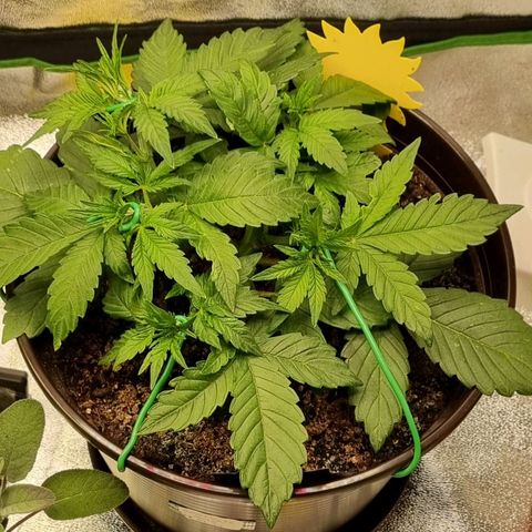 GOAT'lato Auto growlog timeline photo