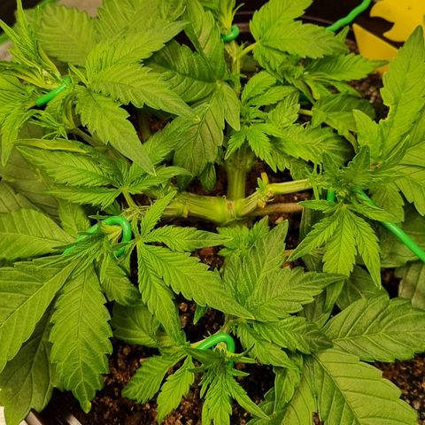 GOAT'lato Auto growlog timeline photo
