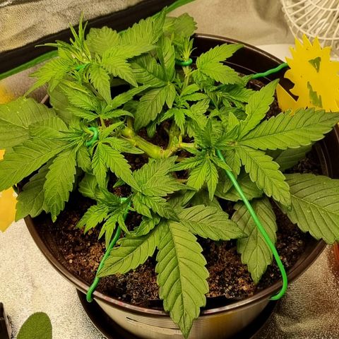 GOAT'lato Auto growlog timeline photo