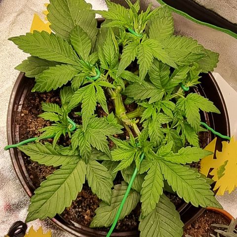 GOAT'lato Auto growlog timeline photo