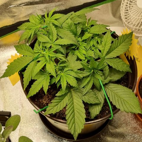 GOAT'lato Auto growlog timeline photo