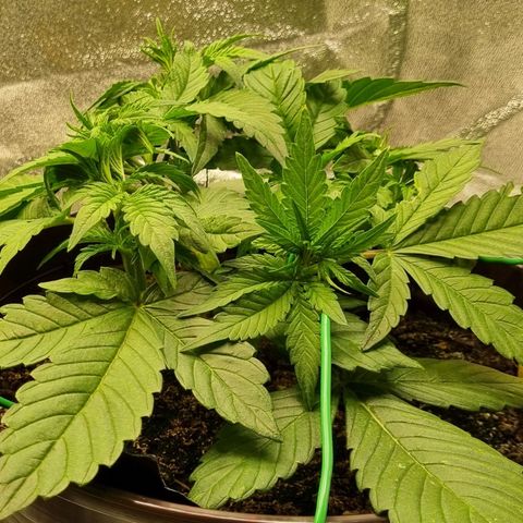 GOAT'lato Auto growlog timeline photo