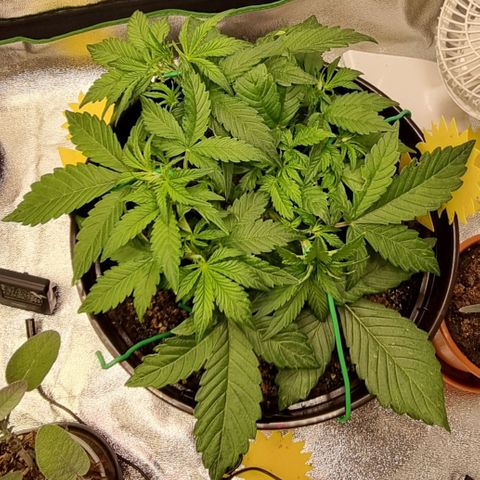 GOAT'lato Auto growlog timeline photo