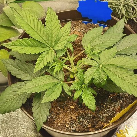Bubble Kush Auto growlog timeline photo