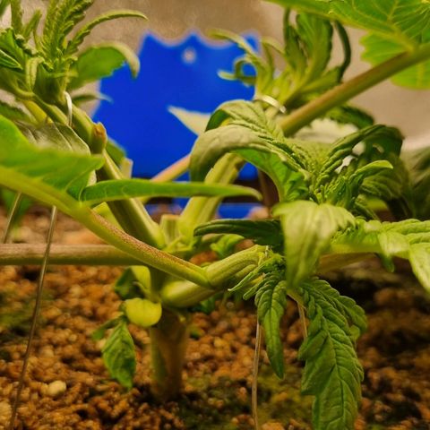Bubble Kush Auto growlog timeline photo