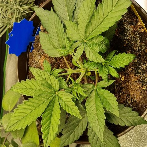 Bubble Kush Auto growlog timeline photo