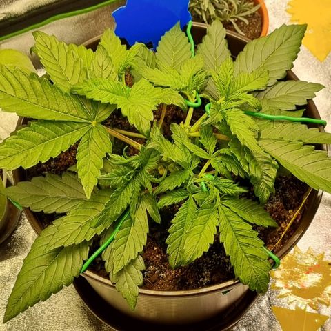 Bubble Kush Auto growlog timeline photo