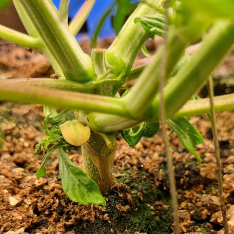 Bubble Kush Auto growlog timeline photo
